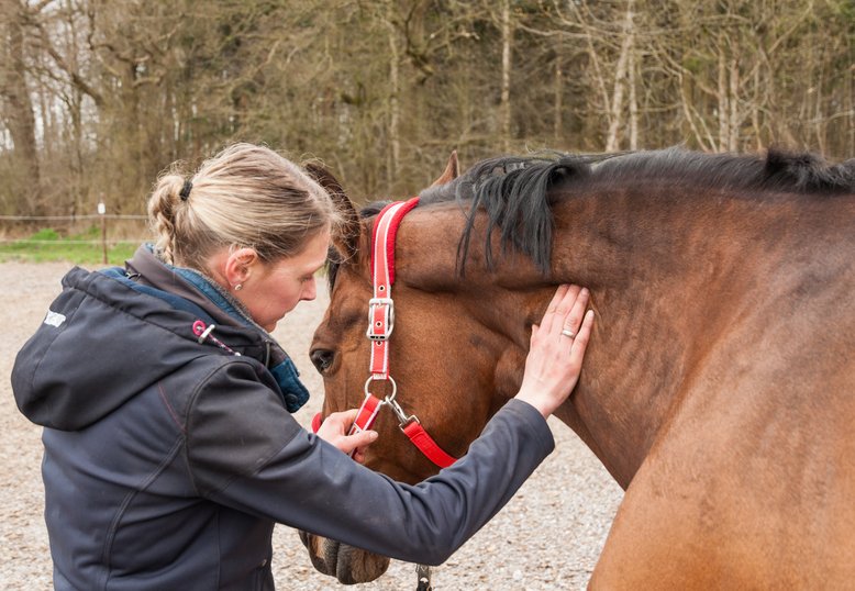 Ganganalyse Hesteterapeut Palpation